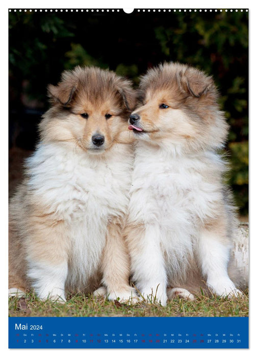 Traumhund Collie - Glück auf vier Pfoten (CALVENDO Premium Wandkalender 2024)