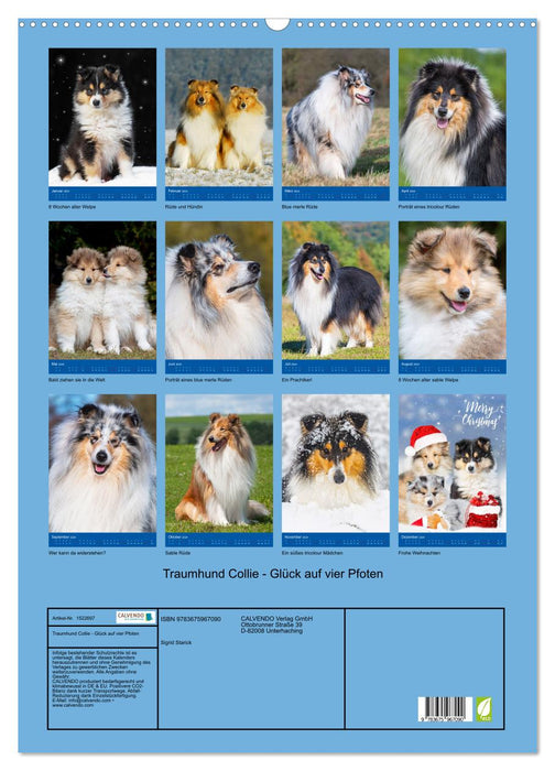 Traumhund Collie - Glück auf vier Pfoten (CALVENDO Wandkalender 2024)