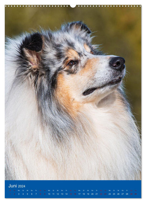 Traumhund Collie - Glück auf vier Pfoten (CALVENDO Wandkalender 2024)