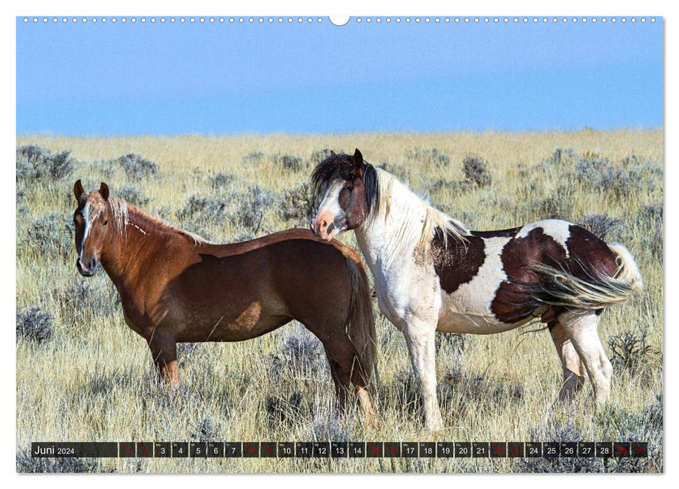 Pferde - wild und ungezähmt (CALVENDO Premium Wandkalender 2024)