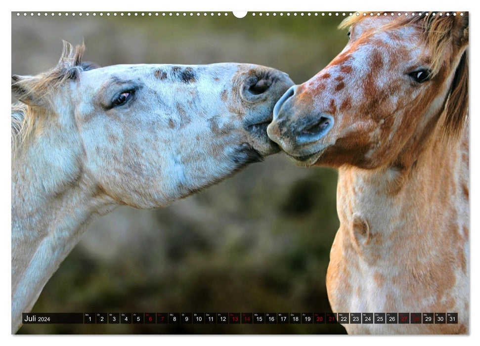 Pferde - wild und ungezähmt (CALVENDO Premium Wandkalender 2024)