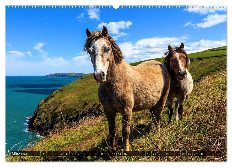 Pferde - wild und ungezähmt (CALVENDO Wandkalender 2024)