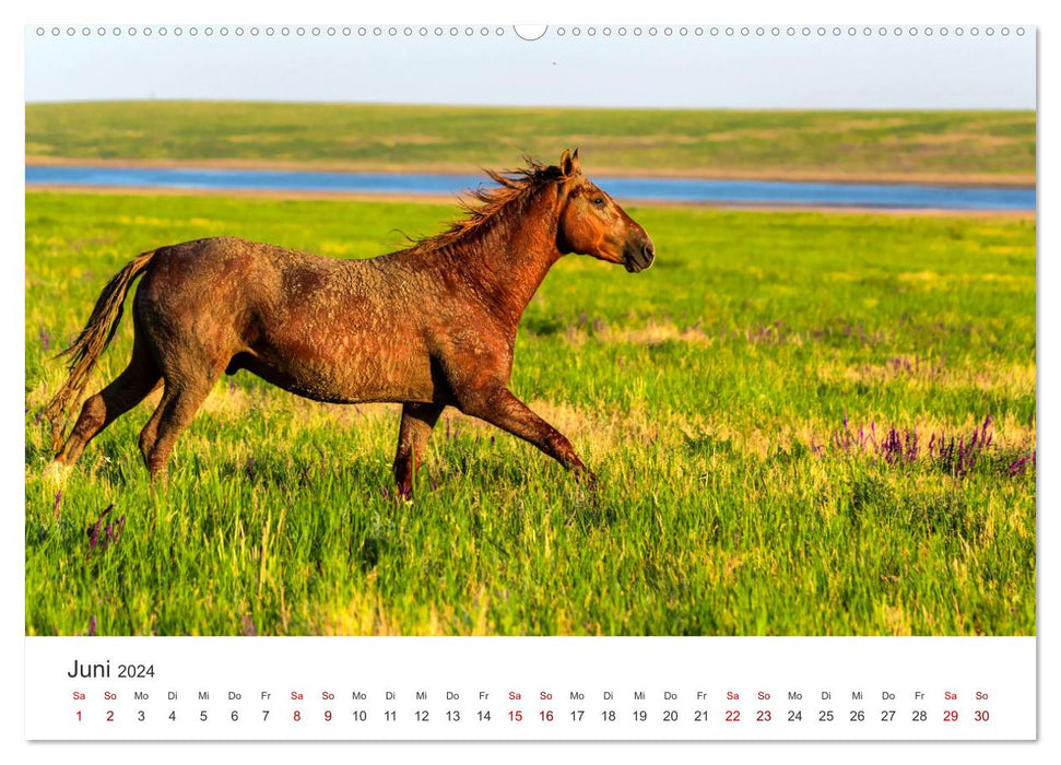 Freiheitsliebende Wildpferde (CALVENDO Wandkalender 2024)