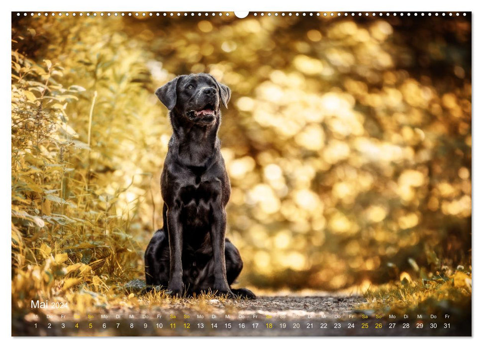 Verzauberung Labrador Retriever 2024 (CALVENDO Wandkalender 2024)