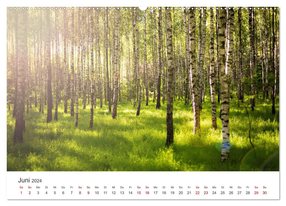 Eine Reise durch die Wälder dieser Welt (CALVENDO Wandkalender 2024)
