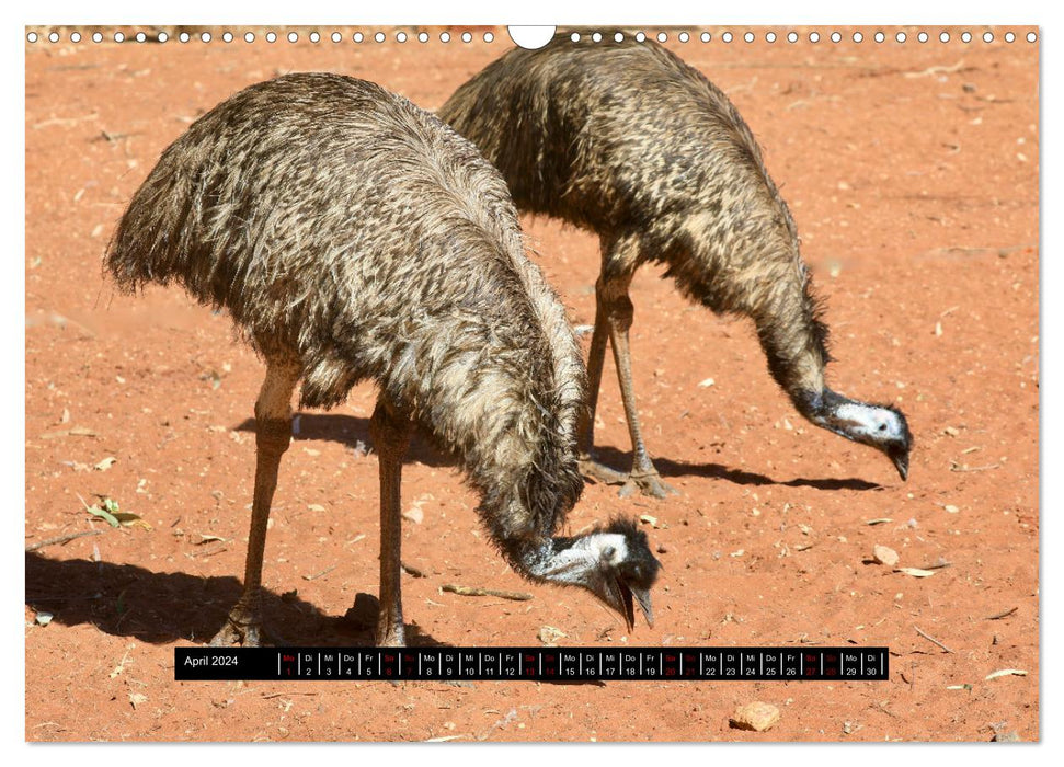Faszination Australien - Welt der Vögel (CALVENDO Wandkalender 2024)