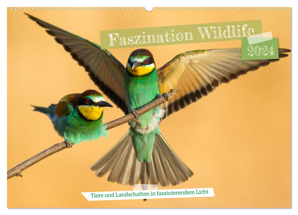 Faszination Wildlife (CALVENDO Wandkalender 2024)