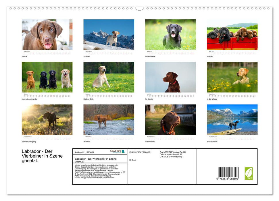Labrador - The four-legged friend in the spotlight. (CALVENDO Premium Wall Calendar 2024) 