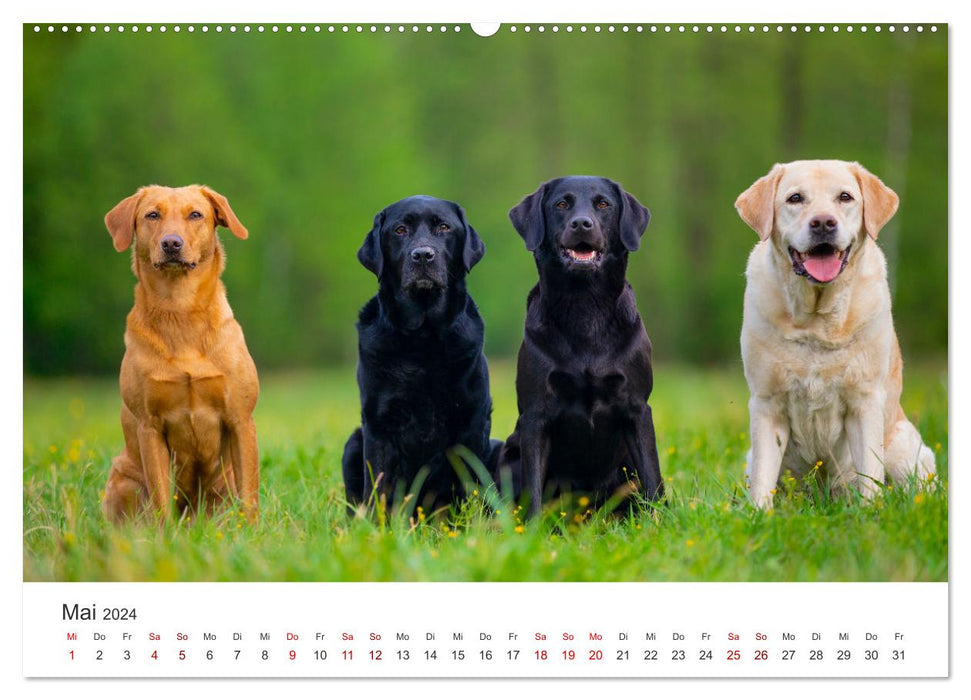 Labrador - The four-legged friend in the spotlight. (CALVENDO Premium Wall Calendar 2024) 