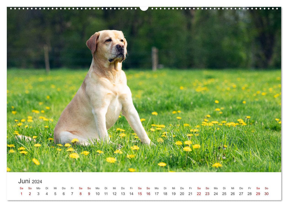 Labrador - The four-legged friend in the spotlight. (CALVENDO Premium Wall Calendar 2024) 