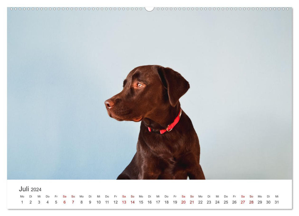 Labrador - The four-legged friend in the spotlight. (CALVENDO Premium Wall Calendar 2024) 