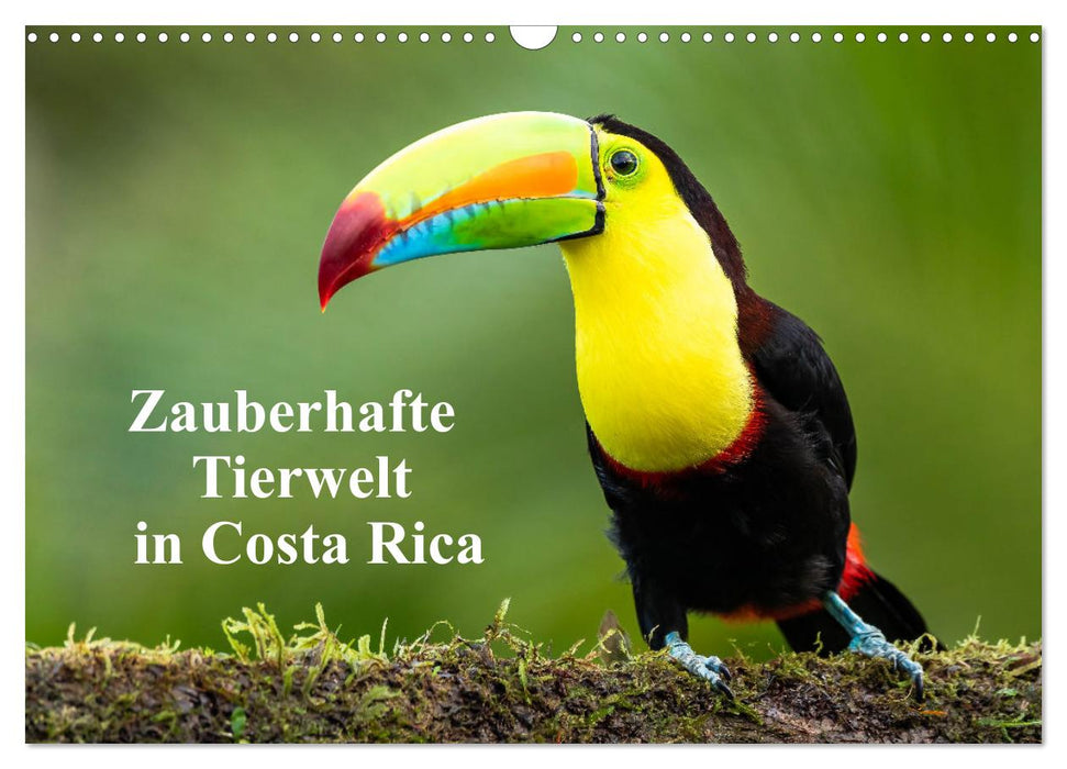 Zauberhaft Tierwelt in Costa Rica (CALVENDO Wandkalender 2024)