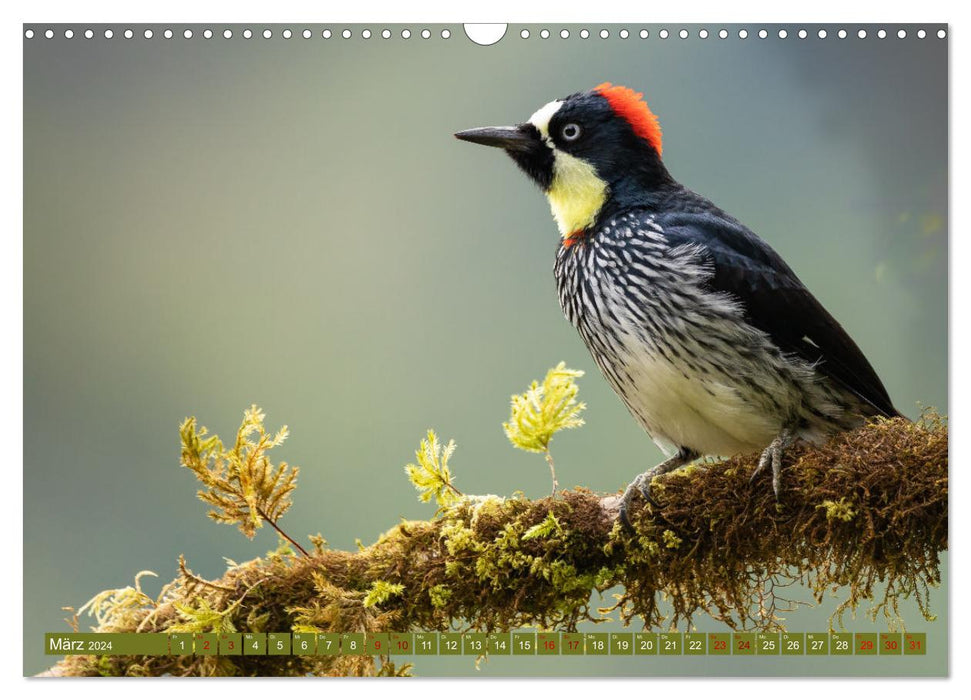 Zauberhaft Tierwelt in Costa Rica (CALVENDO Wandkalender 2024)