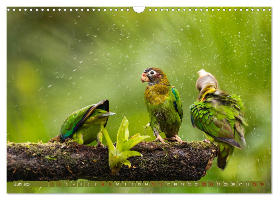 Zauberhaft Tierwelt in Costa Rica (CALVENDO Wandkalender 2024)