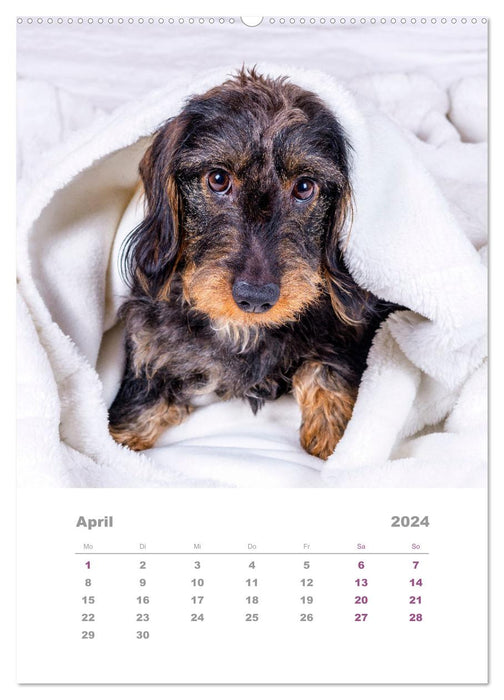 Dackel(augen)blicke (CALVENDO Premium Wandkalender 2024)