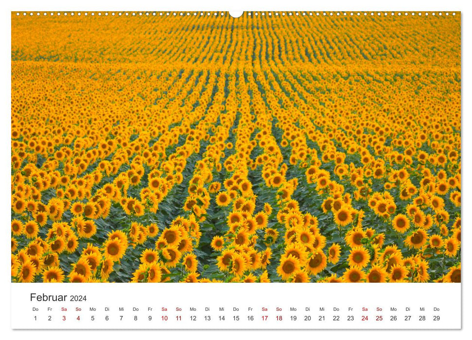 Sonnenblumen - Erstrahlen im freundlichen Gelb. (CALVENDO Wandkalender 2024)
