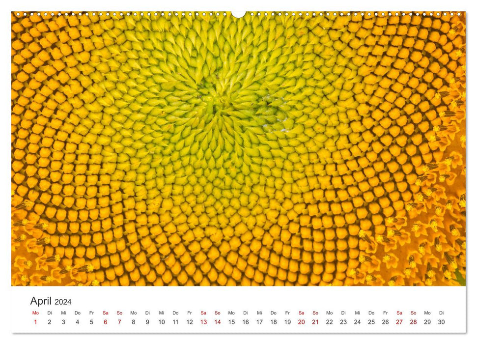 Sonnenblumen - Erstrahlen im freundlichen Gelb. (CALVENDO Wandkalender 2024)