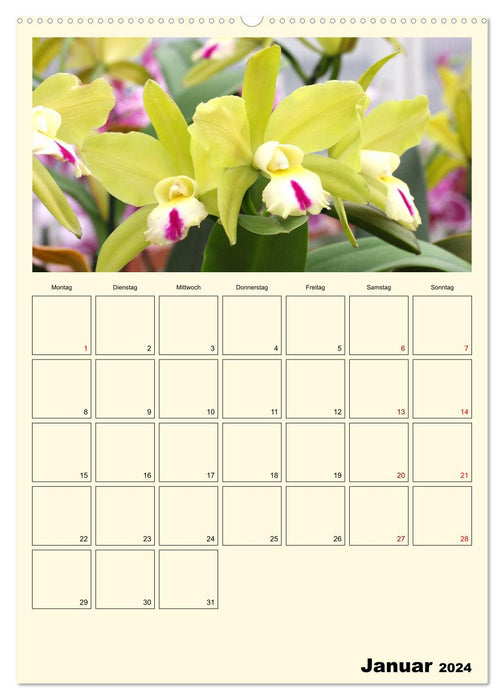 Orchideenträume (CALVENDO Premium Wandkalender 2024)