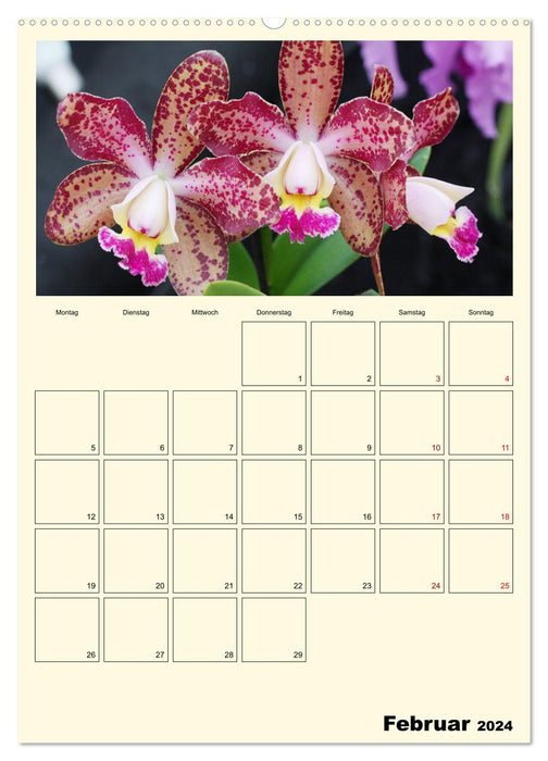 Orchideenträume (CALVENDO Premium Wandkalender 2024)