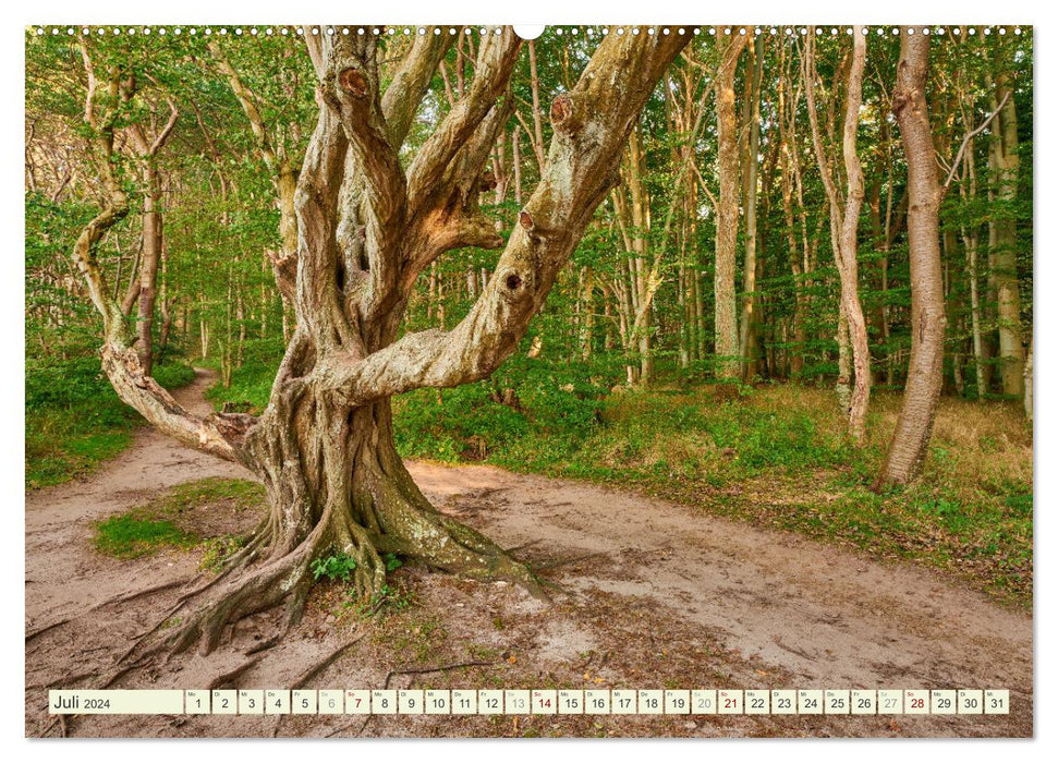 Rügen - Jasmund Nationalpark (CALVENDO Premium Wandkalender 2024)