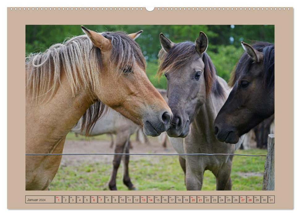 La fascination d'attraper des chevaux sauvages à Dülmen (Calendrier mural CALVENDO Premium 2024) 