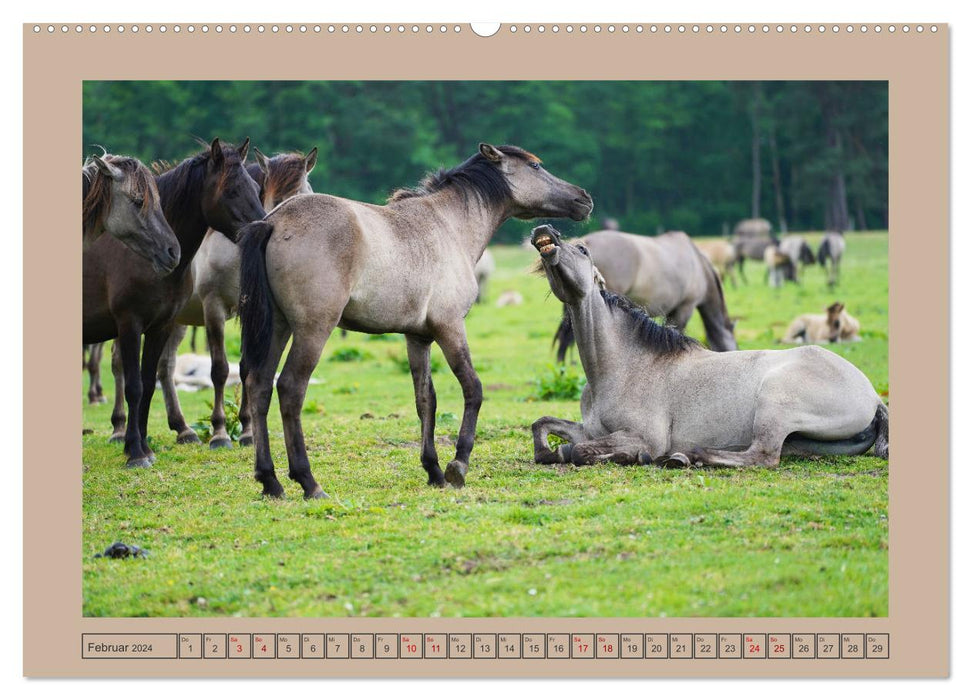 La fascination d'attraper des chevaux sauvages à Dülmen (Calendrier mural CALVENDO Premium 2024) 