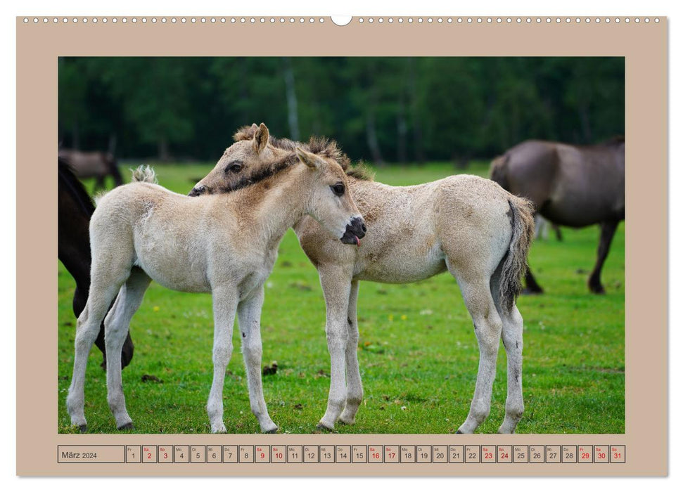 Faszination Wildpferdefang in Dülmen (CALVENDO Premium Wandkalender 2024)