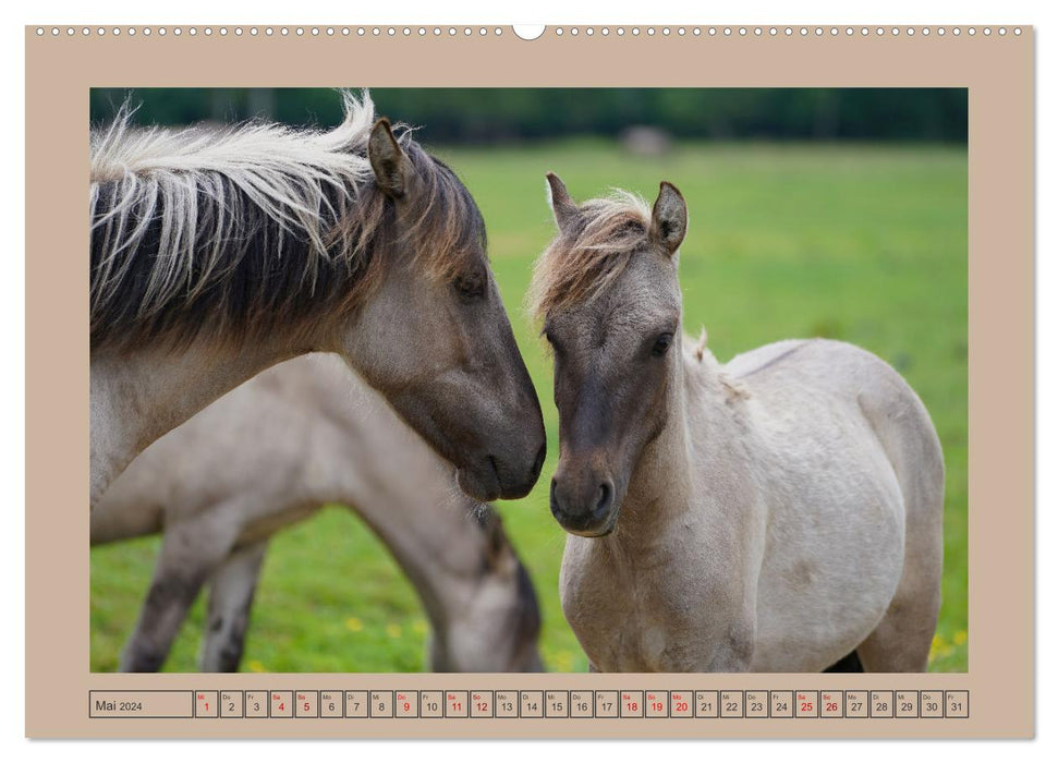 La fascination d'attraper des chevaux sauvages à Dülmen (Calendrier mural CALVENDO Premium 2024) 