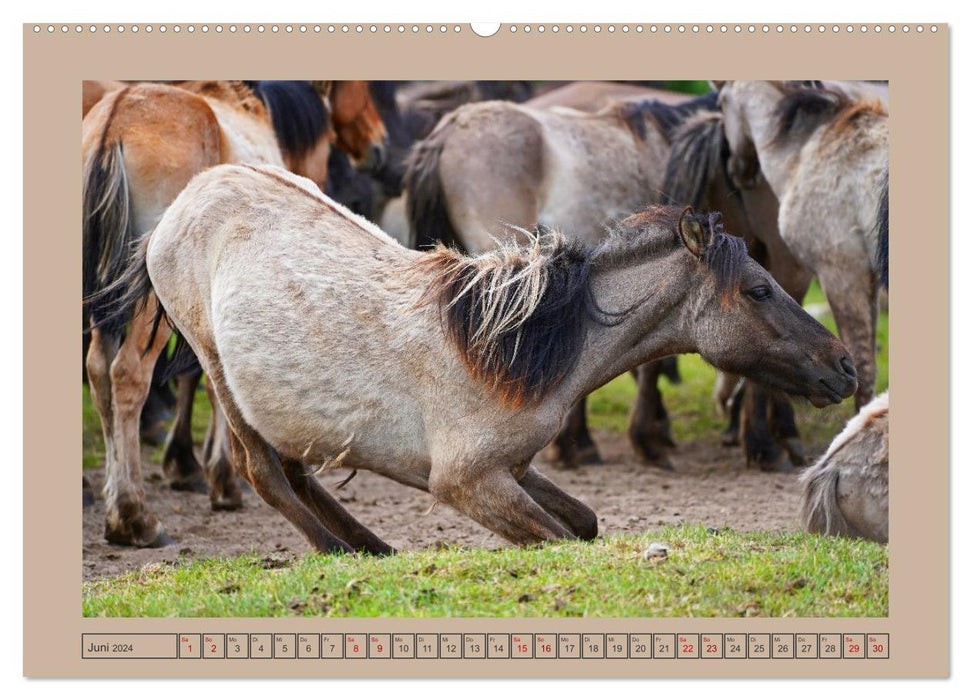 La fascination d'attraper des chevaux sauvages à Dülmen (Calendrier mural CALVENDO Premium 2024) 