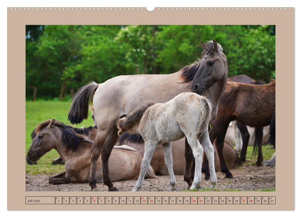 La fascination d'attraper des chevaux sauvages à Dülmen (Calendrier mural CALVENDO Premium 2024) 