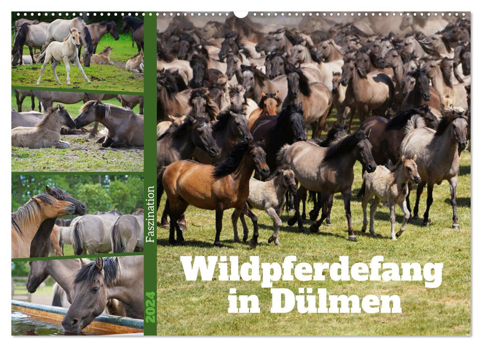 Faszination Wildpferdefang in Dülmen (CALVENDO Wandkalender 2024)