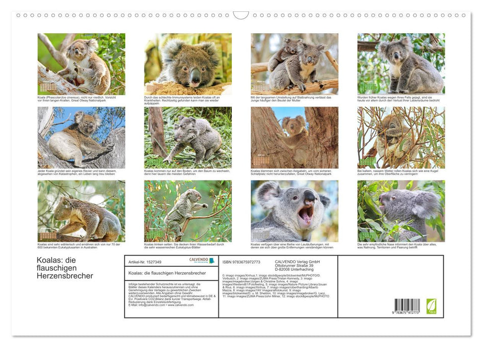 Koalas: die flauschigen Herzensbrecher (CALVENDO Wandkalender 2024)