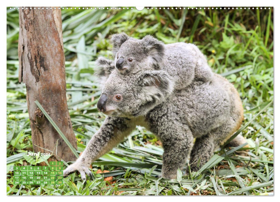 Koalas: die flauschigen Herzensbrecher (CALVENDO Wandkalender 2024)