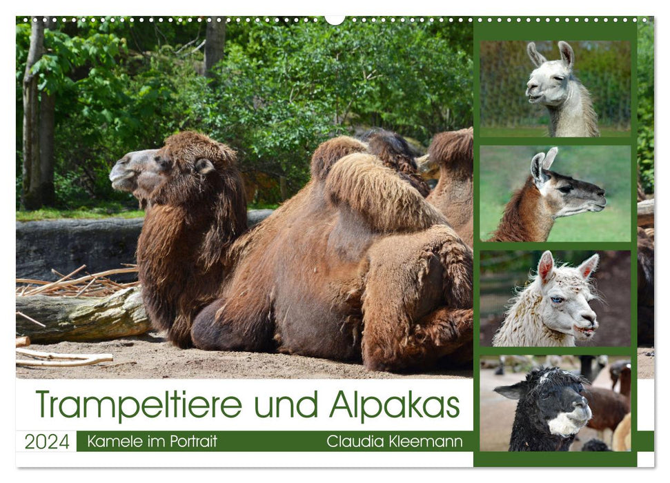 Trampeltiere und Alpakas (CALVENDO Wandkalender 2024)