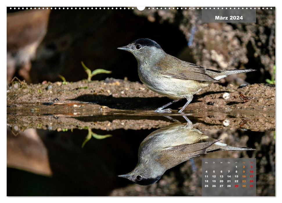 SINGING BIRDS - The magnificent singers in a beautiful ambience. (CALVENDO Premium Wall Calendar 2024) 
