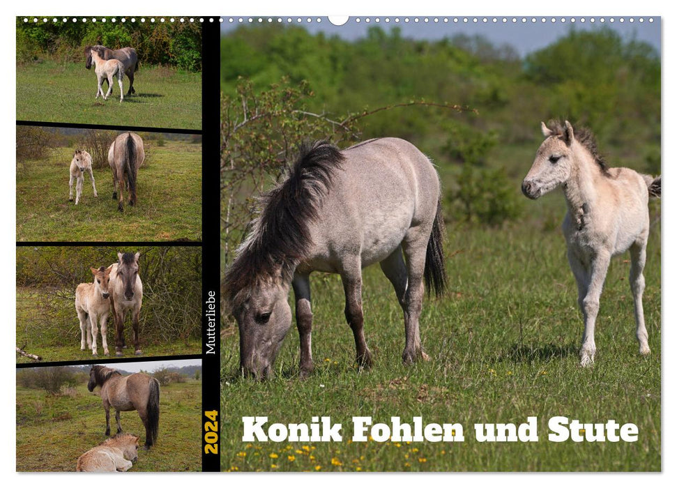 Mutterliebe - Konik Fohlen und Stute (CALVENDO Wandkalender 2024)