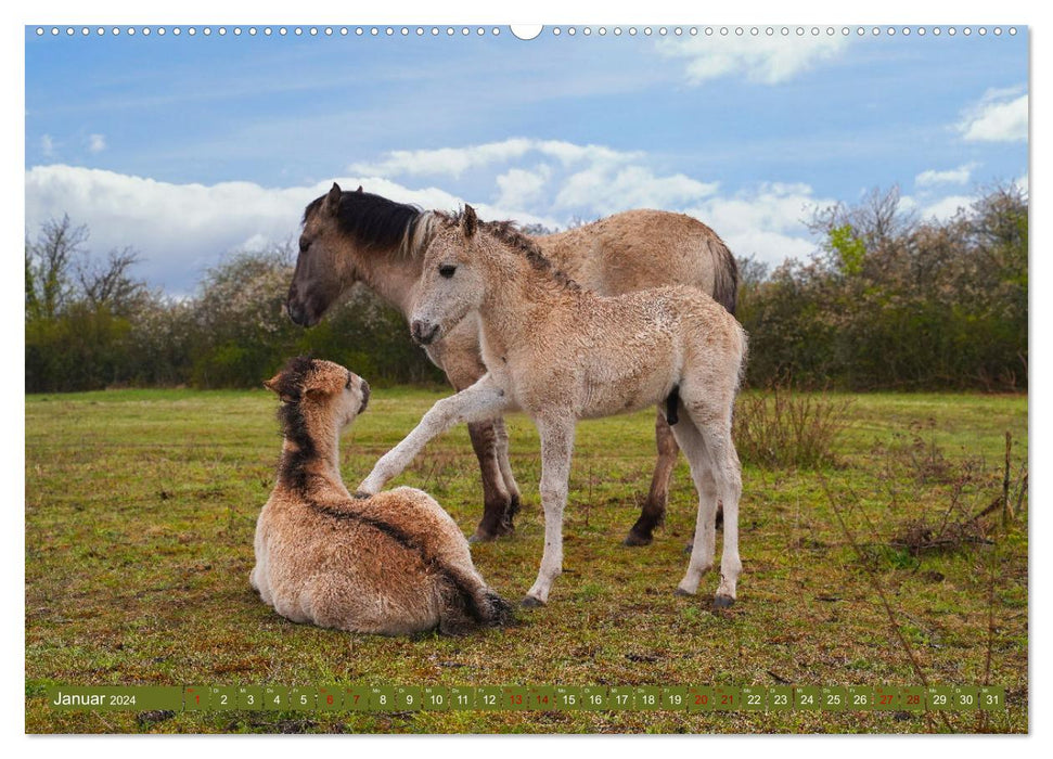 Mother's Love - Konik Foal and Mare (CALVENDO Wall Calendar 2024) 