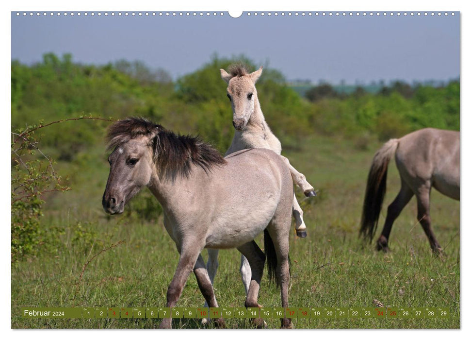 Mother's Love - Konik Foal and Mare (CALVENDO Wall Calendar 2024) 