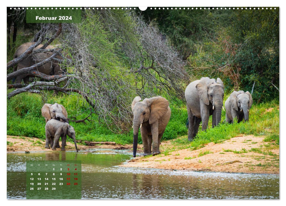 En safari dans le parc national Kruger (Calendrier mural CALVENDO Premium 2024) 