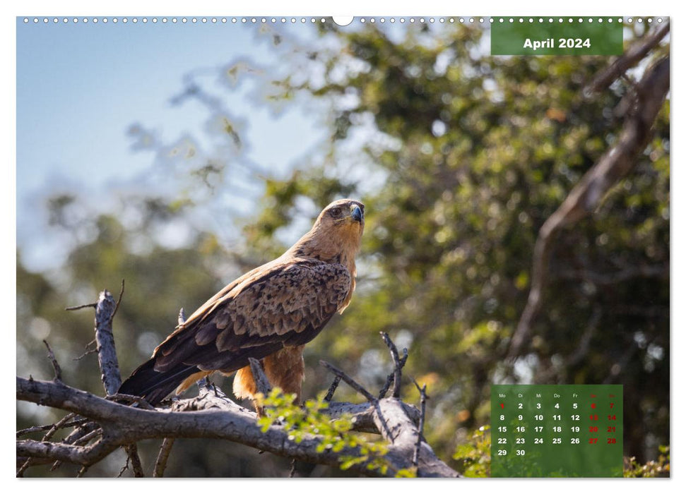 En safari dans le parc national Kruger (Calendrier mural CALVENDO Premium 2024) 