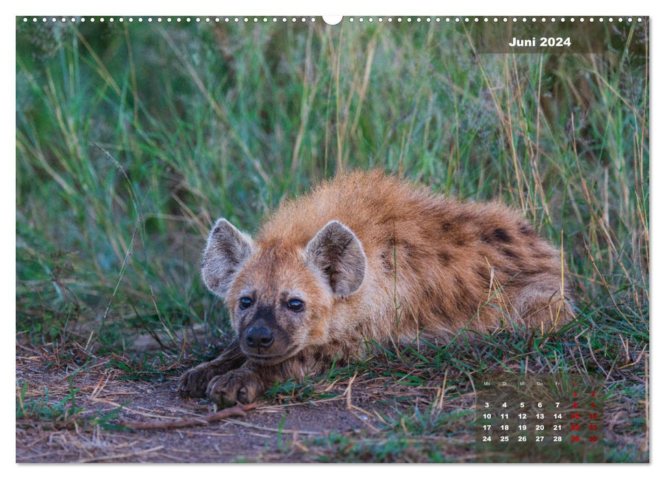 En safari dans le parc national Kruger (Calendrier mural CALVENDO Premium 2024) 