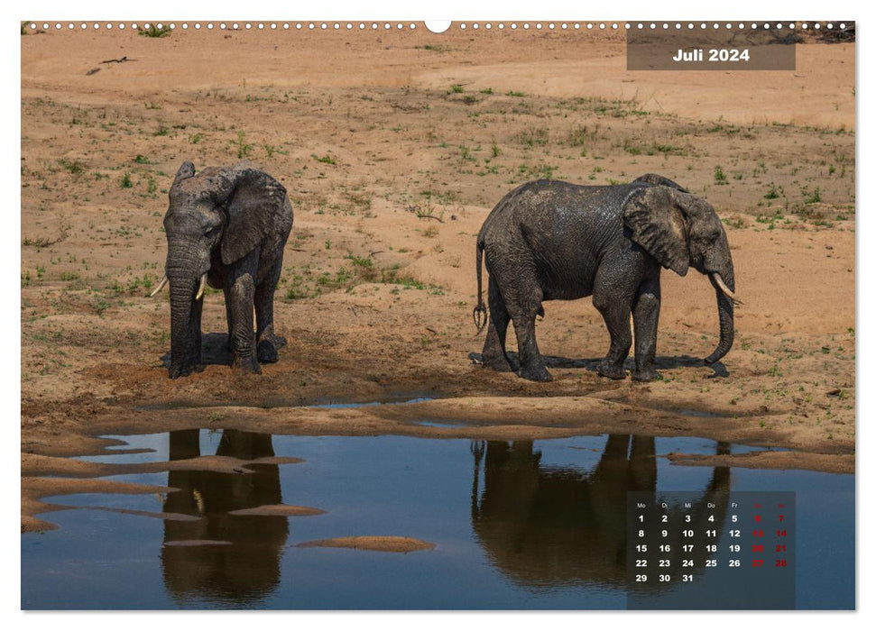 En safari dans le parc national Kruger (Calendrier mural CALVENDO Premium 2024) 