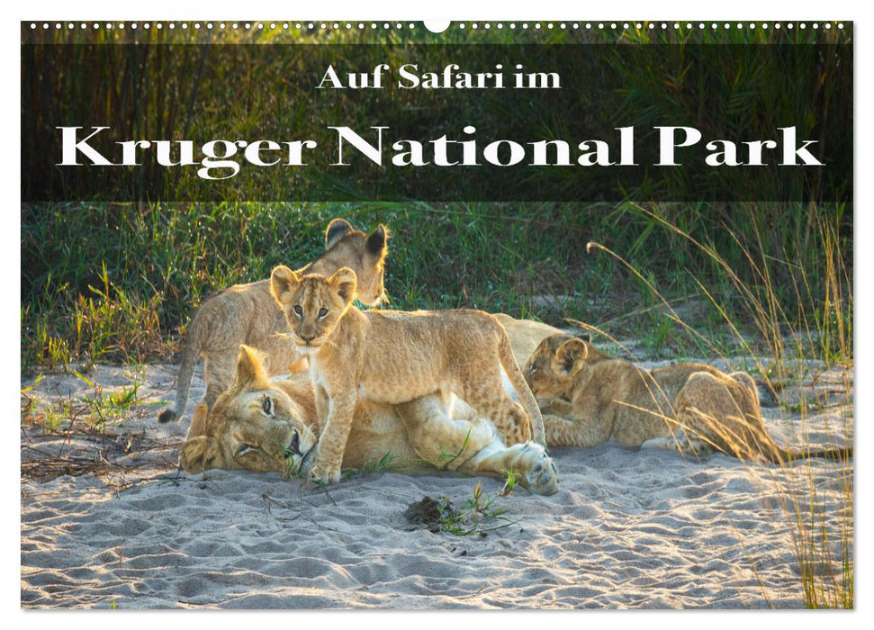 En safari dans le Parc National Kruger (Calendrier mural CALVENDO 2024) 