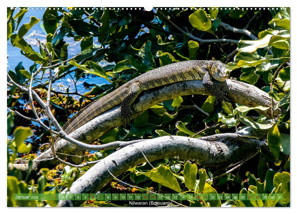 Reptilien wild und schön (CALVENDO Premium Wandkalender 2024)