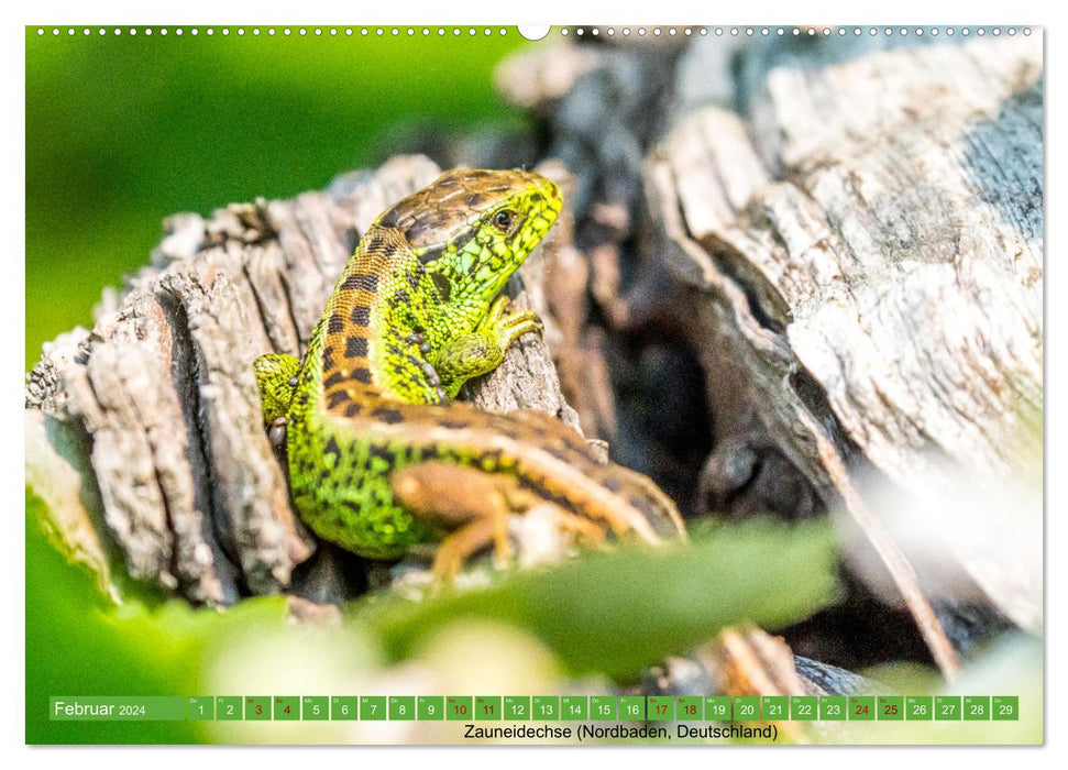 Reptilien wild und schön (CALVENDO Premium Wandkalender 2024)