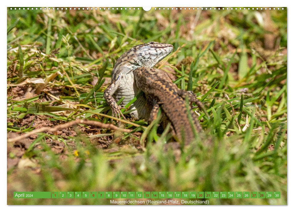 Reptilien wild und schön (CALVENDO Wandkalender 2024)