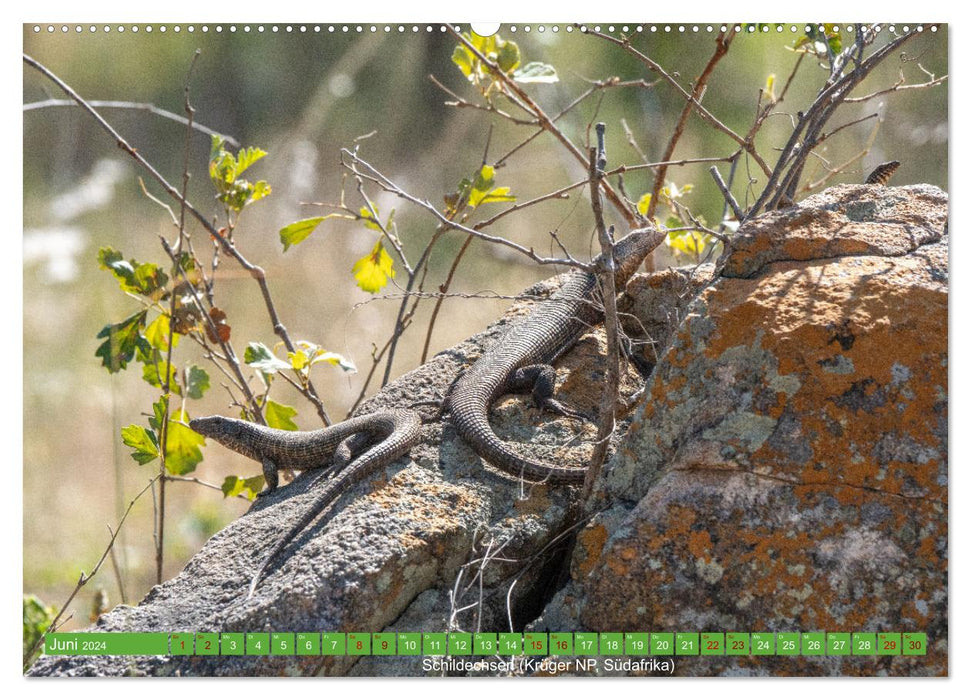 Reptilien wild und schön (CALVENDO Wandkalender 2024)