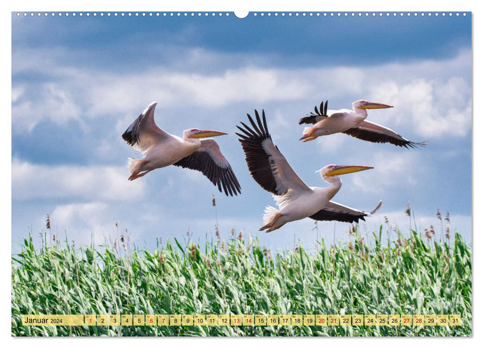 Donaudelta - Europas großes Vogelparadies (CALVENDO Wandkalender 2024)