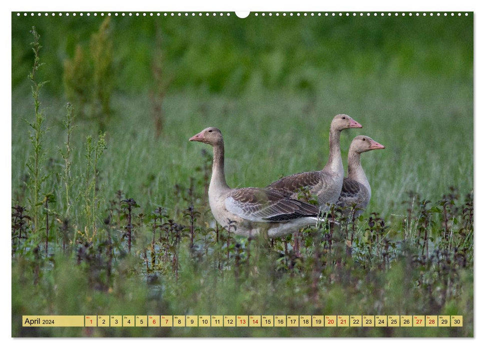 Danube Delta - Europe's great bird paradise (CALVENDO wall calendar 2024) 