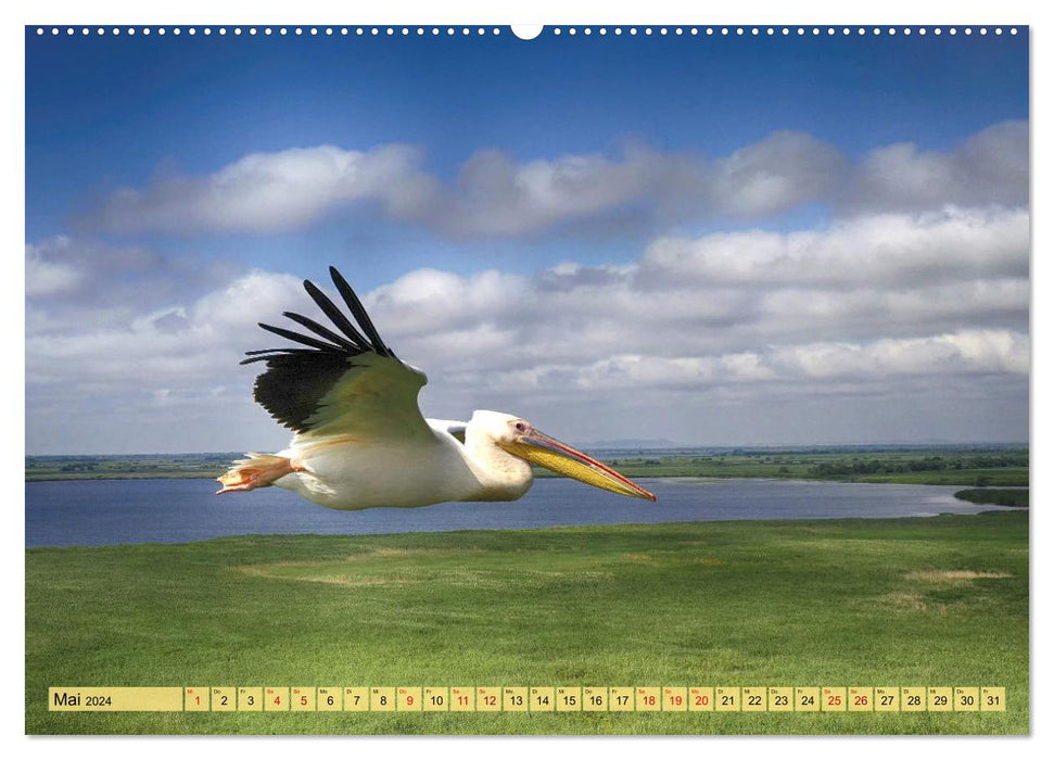 Donaudelta - Europas großes Vogelparadies (CALVENDO Wandkalender 2024)
